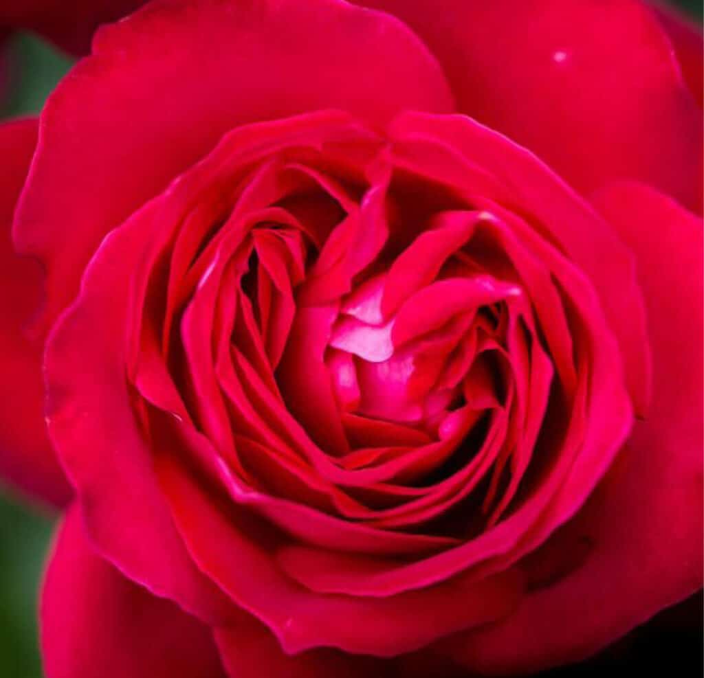 Hello Sunshine Love Box Red Rose
