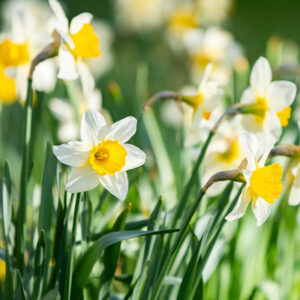 Daffodil - Hello Sunshine African Flower Essences